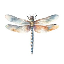 Dragonfly Isolated On White Background Watercolor Illustration