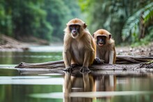 A Group Of Playful Monkeys Enjoying A Refreshing Dip In A Jungle  Generated By AI Tool