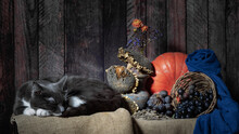 Still Life With Vase And Grapes And Cat