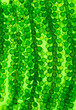 Leinwandbild Motiv Algae fuel biofuel industry lab researching for alternative to fossil algae fuel or algal biofuel. ZERO CARBON Emission concept.