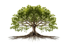 Tree With Elaborate Root System, Isolated On Transparent Background. AI