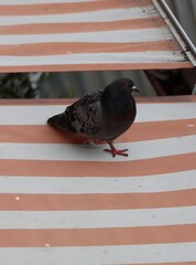 Wall Mural - pigeon on a fence