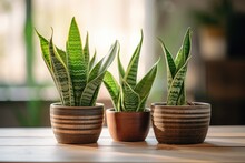 Two snake plants and a small one on a wooden table at home.