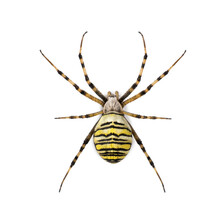 Wasp Spider Viewed From Up High, Argiope Bruennichi, Isolated On