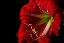 Vibrant Red Amaryllis Flower On Black Background, Showcasing Delicate Beauty In Nature.