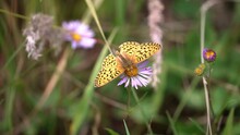 Great Spangled Fritillary Butterfly On A Flower Then Flying To Another.