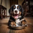 A happy Bernese Mountain dog puppy eagerly eating its kibble from a bowl