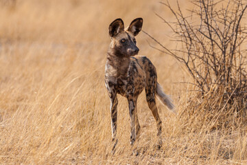 Wall Mural - African wild dog (Lycaon pictus) standing on savanna in tall grass
