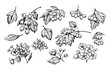 Hawthorn berries and leaves set. Hand drawn herbal plants. Sketch vector illustration.