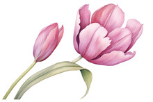 Pink Tulip, Watercolor Illustration Artwork For Prints And Decorative