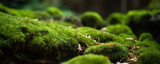 Fototapeta Las - Green moss and rough stones in the dense forest