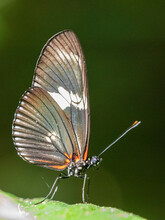 An Adult Doris Longwing Butterfly (Heliconius Doris) Perched In A Tree At Playa Blanca, Costa Rica, Central America