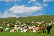 モンゴルのヤギと羊の群れ