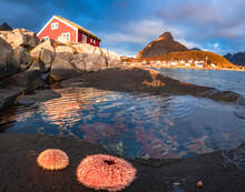 Colorful Sea Anemones On Rocks Framing A Lone Fisherman Cabin At Dawn, Reine, Lofoten Islands, Nordland, Norway, Scandinavia