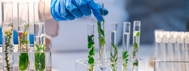 Natural organic green botany laboratory with scientific glassware, Alternative herb medicine or skin care beauty products, Plant cosmetic chemistry research and dermatology development concept.