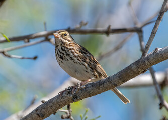 Canvas Print - Savannah Sparrow