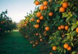 Orange trees with ripe fruits. Bloomy orange garden.