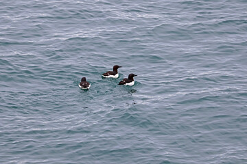 Canvas Print - 3 guillemots