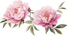 Watercolor Peony Flowers Clipart