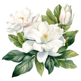Water color beautiful gardenia flowers illustration png clip art