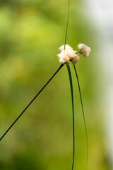 Canvas Print - Vertical shot of a vibrant  Schmalblattrige Wollgras in a lush green with a blurry background