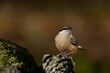 Stock photo features a Sitta europaea, or Eurasian Nuthatch, in stunning detail