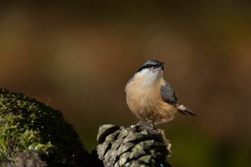 Sticker - Stock photo features a Sitta europaea, or Eurasian Nuthatch, in stunning detail