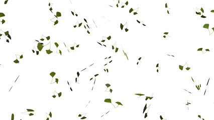 Wall Mural - isolated falling ginkgo or gingo green tree leaves falling