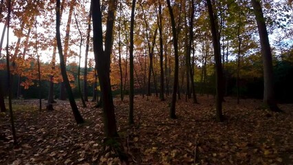 Wall Mural - Beautiful view inside an autumn colored forest with tall trees