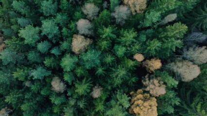 Sticker - Aerial view above green pine tree forests during daytime