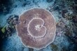 Stunning view of a large piece of coral, situated atop the sandy ocean floor