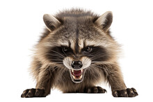 Angry Raccoon Isolated On A Transparent Background. AI