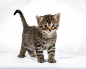 Wall Mural - Charming gray kitten on a white background, looking into the camera with its large eyes