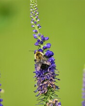 Vertical Closeup Of A Bumblebee Perched On A Purple Lupin Flower