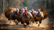 © MADMAT - A flock of turkeys. Farm birds. Farm animals