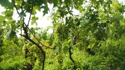 Canvas Print - Row of green grapes growing in a vineyard field with blue sky