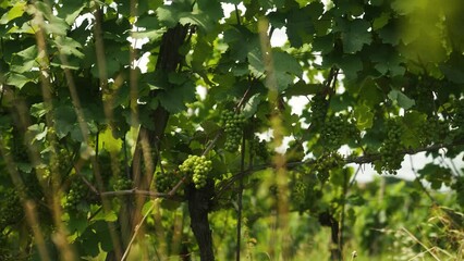 Wall Mural - Grapes growing in a vineyard field in the daytime