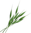 an cutout branch of fresh green barley