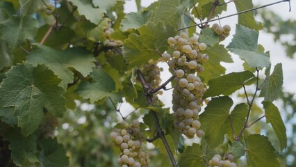 Wall Mural - Closeup of yellow ripe grapes growing in a vineyard field with gray sky