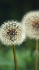 Sticker - Close-up shot of white dandelions against a green background.