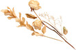 an isolated dried flower with dried leaves