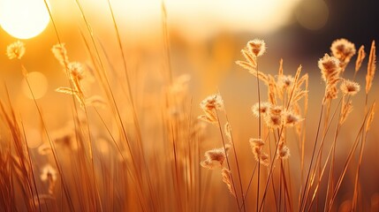 Aufkleber - Soft focus silhouette of a grassy flower in a blurry state