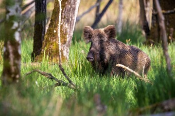 Wall Mural - Adorable wild boar (Sus scrofa) enjoying the outdoors in a peaceful, grassy meadow