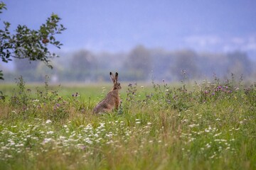 Wall Mural - rabbit is perched in a meadow of lush, tall grass, with trees in the background