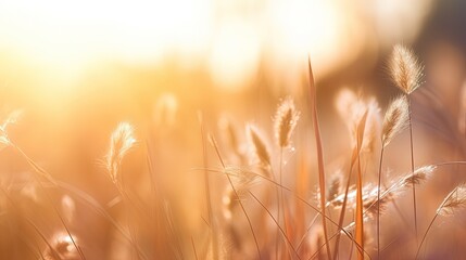 Aufkleber - Soft focus silhouette of a grassy flower in a blurry state