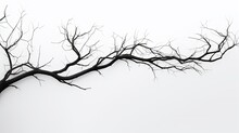 White Background Isolated Tree Branches. Silhouette Concept