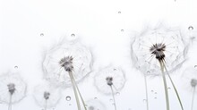 Water Drops On A Dandelion Create A Colorful Silhouette In A Close Up Photograph On A White Background
