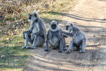 Poster - Group of northern plains gray langurs on the roadside near Mysore, India.