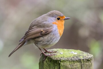 Canvas Print - Close-up of an orange and grey robin perched on a branch