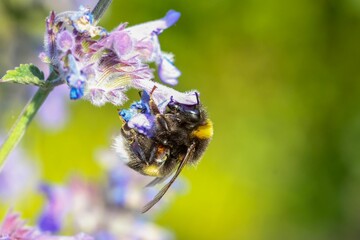 Sticker - Honey bee perched on a white flower amidst a lush green landscape